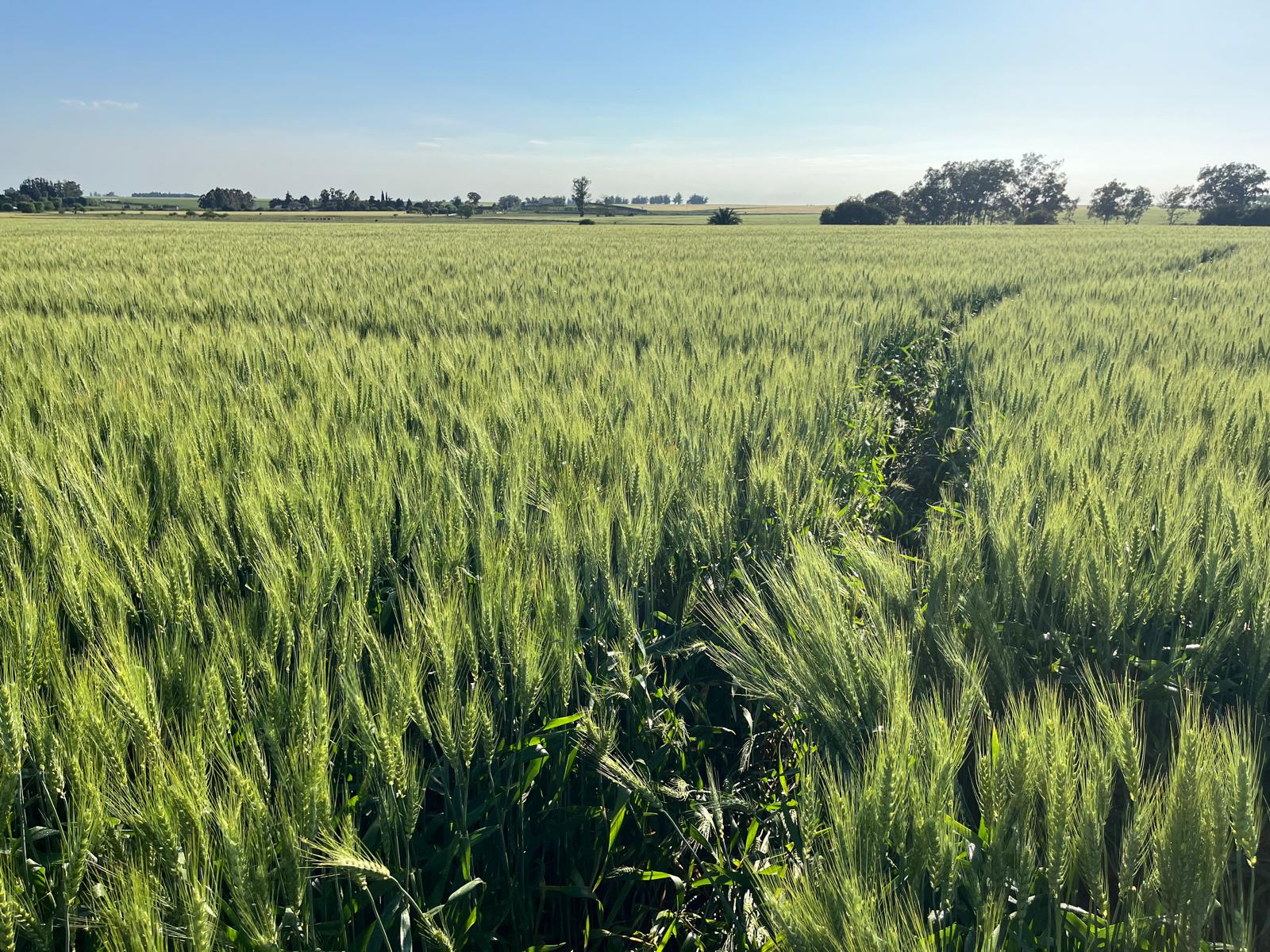 Innovaci贸n y sostenibilidad